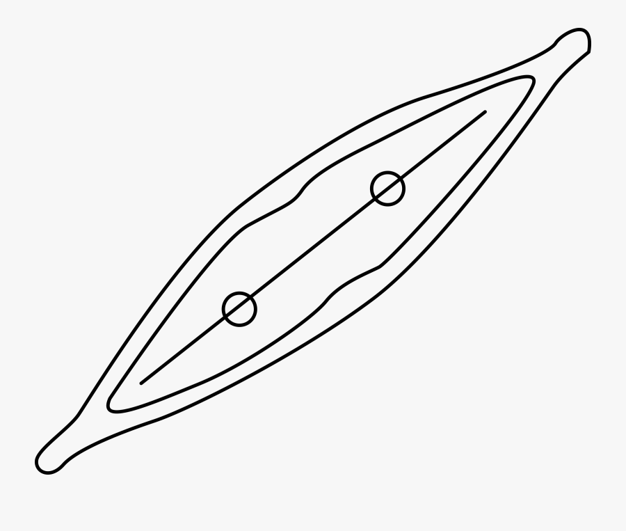 Algae Clipart Diatom - Diatom Clipart Black And White, Transparent Clipart