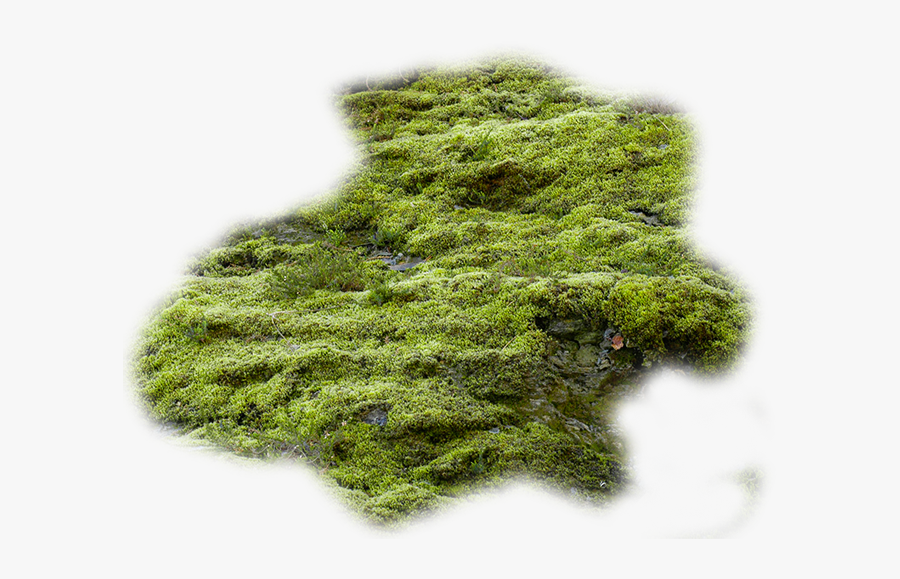 Moss Vector Algae Clip Art Transparent Download - Moss Png Transparent, Transparent Clipart