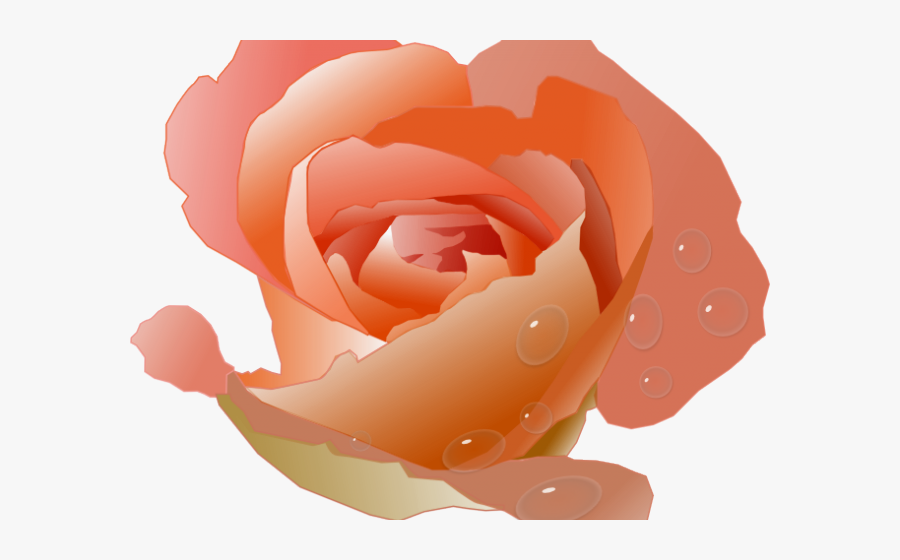 Coral Rose Clipart, Transparent Clipart