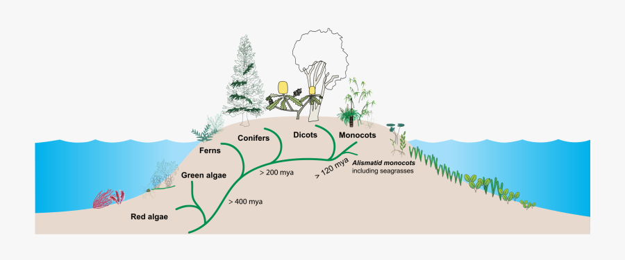 Transparent Zooplankton Clipart - Christmas Tree, Transparent Clipart