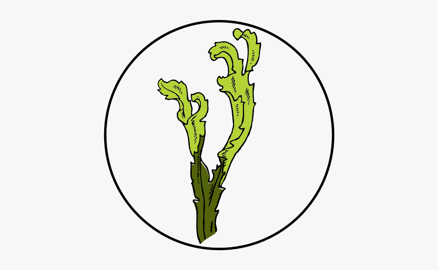 Algae Clipart Eelgrass - Seegras Clipart, Transparent Clipart
