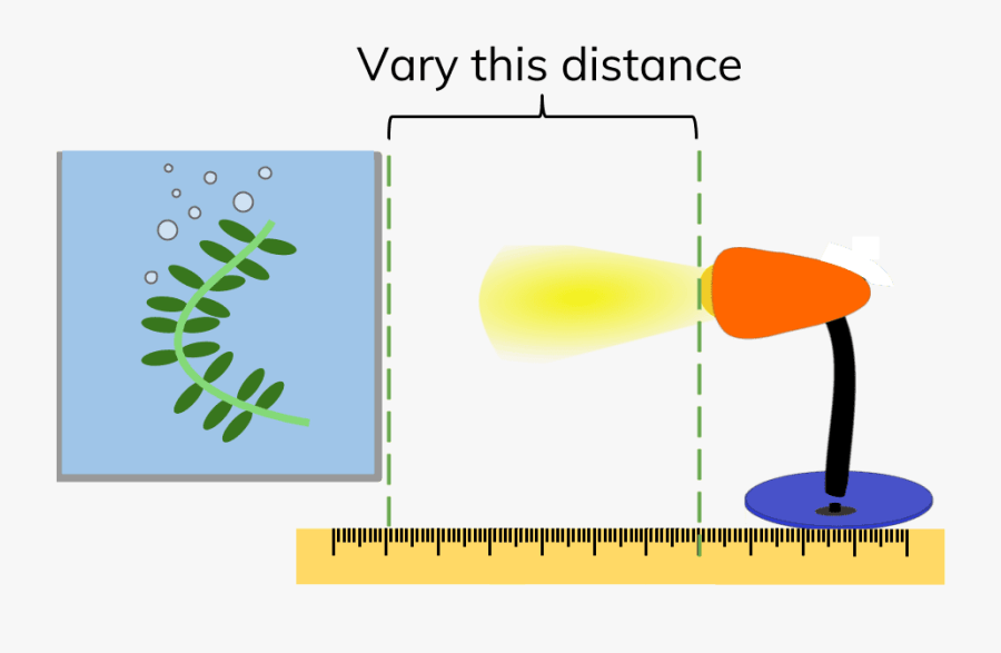 Algae Clipart Pondweed - Effect Of Light Intensity On The Rate, Transparent Clipart