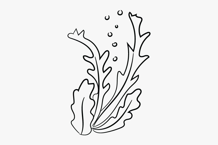 Clip Art Collection Of Free Algae - Algae Drawing, Transparent Clipart