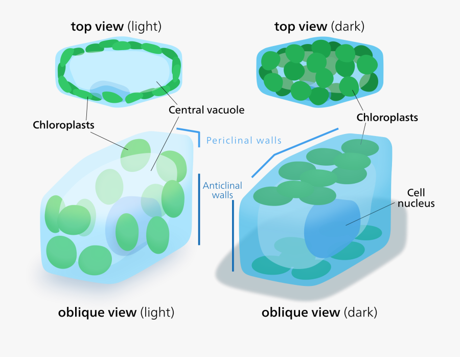 Algae Clipart Transparent - Periclinal And Anticlinal Wall, Transparent Clipart