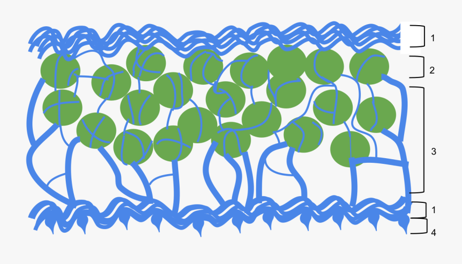 Royalty Free Stock Seaweed Clipart Blue Green Algae - Lichen Anatomy, Transparent Clipart