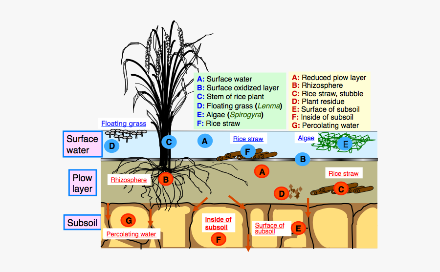 Transparent Download Soil Drawing Resource - Structure Of Paddy Field, Transparent Clipart