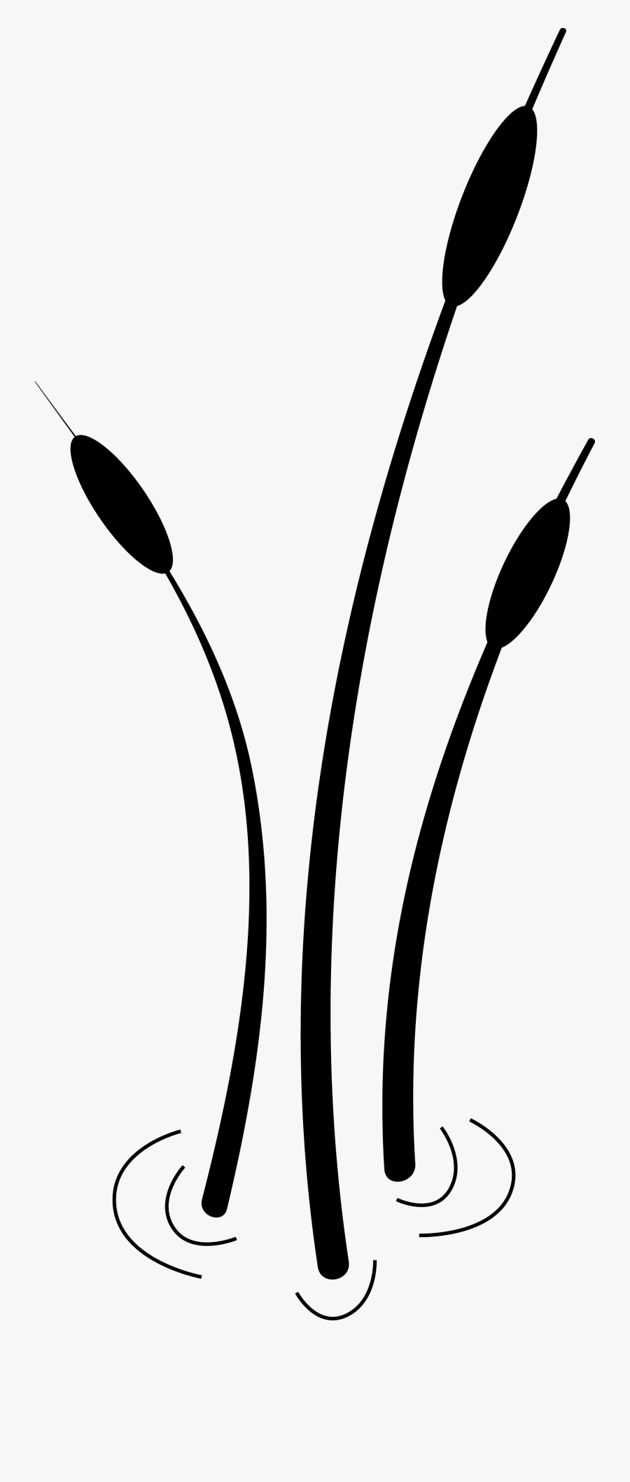 Cattail Globe Algae Clip Art, Transparent Clipart