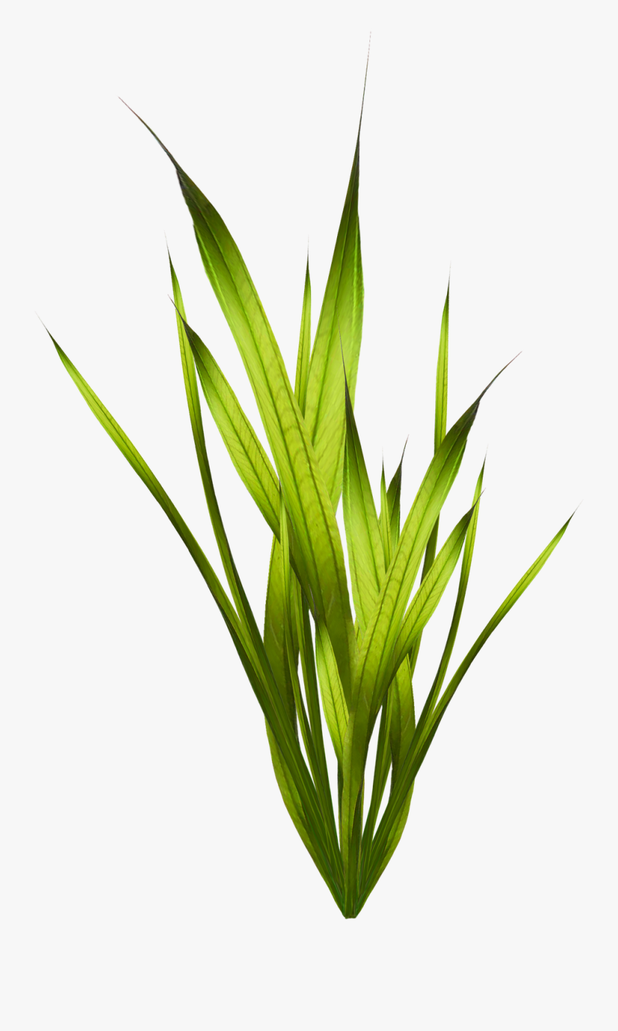 Coral Algae Seaweed Plant - Transparent Background Seaweeds Png, Transparent Clipart