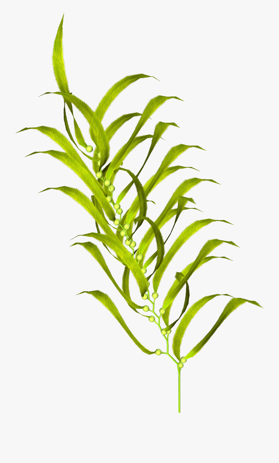 Graphic Black And White Stock Aquatic Plants Clip Art - Seaweed Plant Transparent, Transparent Clipart