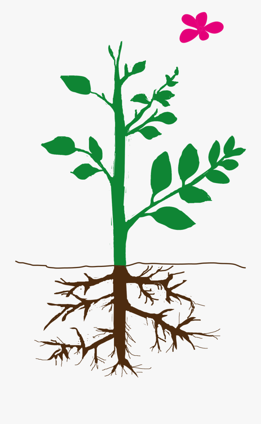 Parts Of Plant Png Clipart , Png Download - Parts Of Plants Clipart, Transparent Clipart