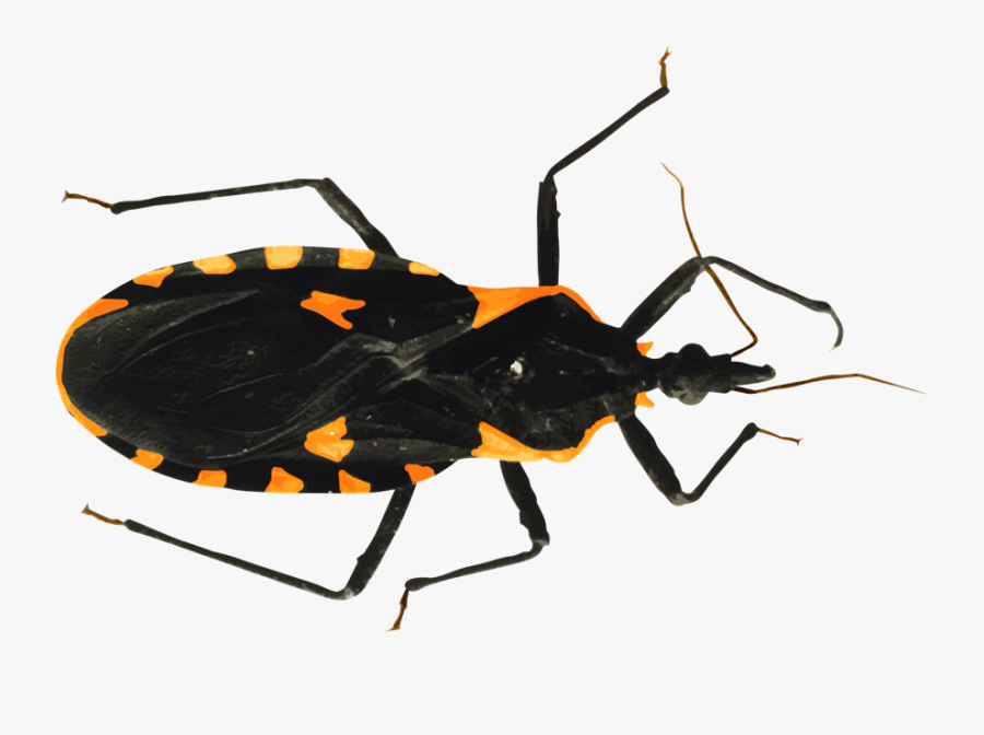 Transparent Parasite Png - Kissing Bug, Transparent Clipart
