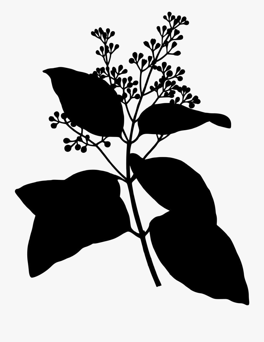 Ceylon Cinnamon Clip Arts, Transparent Clipart