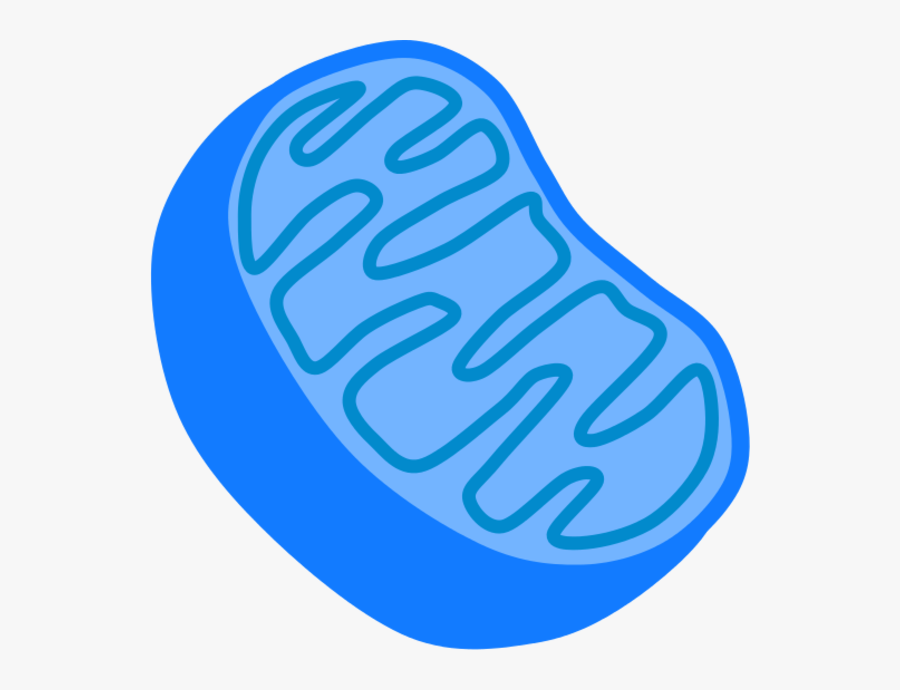 Graphics For Mitochondria Vector Graphics - Mitochondria Clip Art, Transparent Clipart