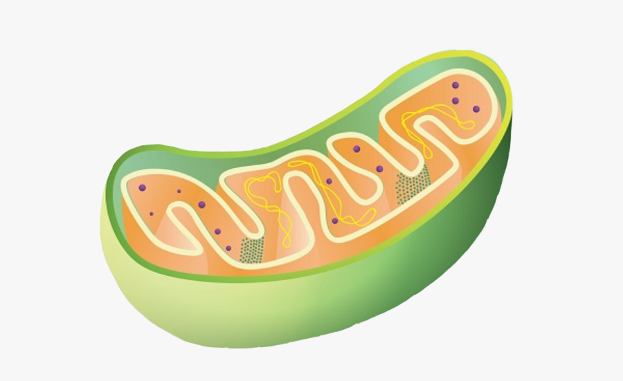 #mitochondria #memes #green #science #cell #aesthetic - Roses Are Red Its Hot Like Hell, Transparent Clipart