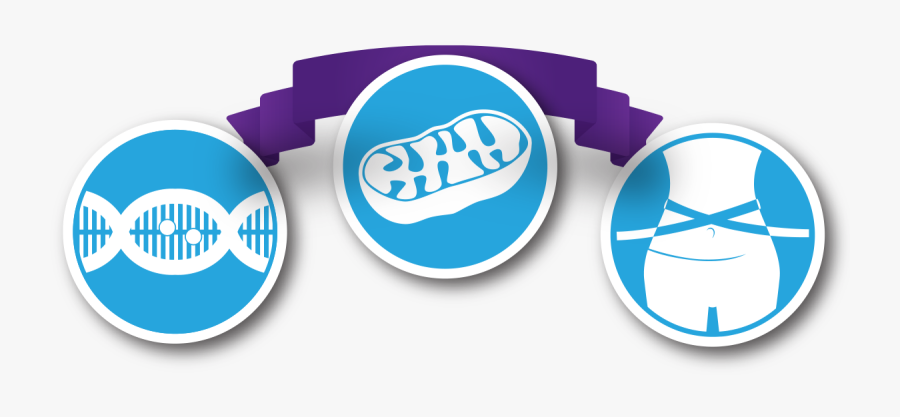 Intersect 4 Life Methylation, Mitochondria, Amp Metabolism - Mitochondria Png Flat, Transparent Clipart