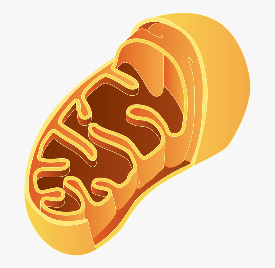 Mitochondria Clipart - Mitochondria Png, Transparent Clipart