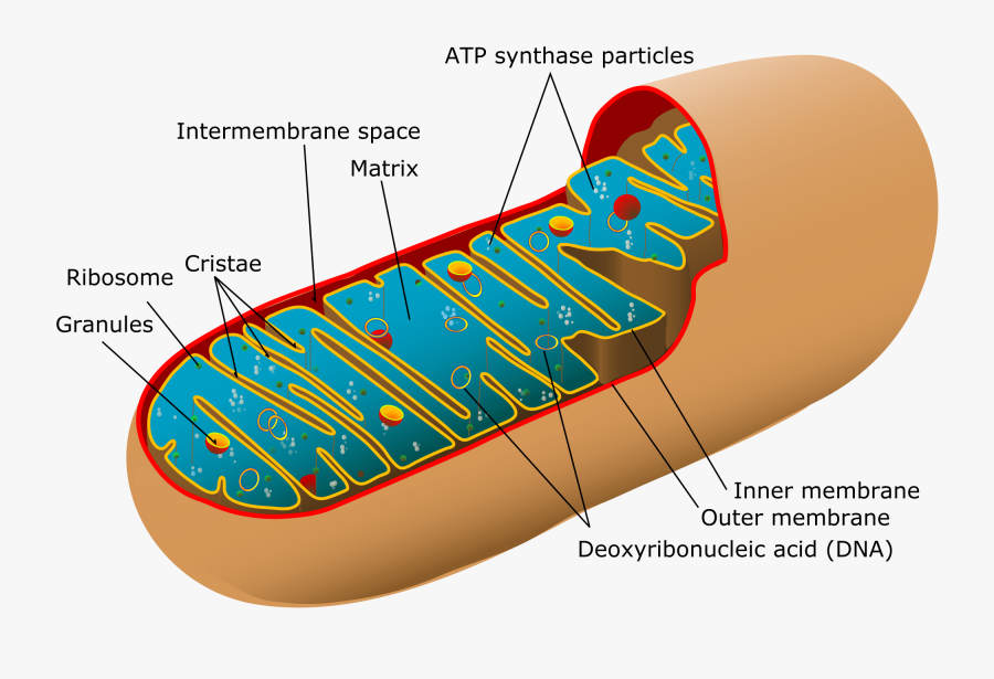 Clip Art What Is Mitochondrial Dna - Mitochondrial Dna, Transparent Clipart