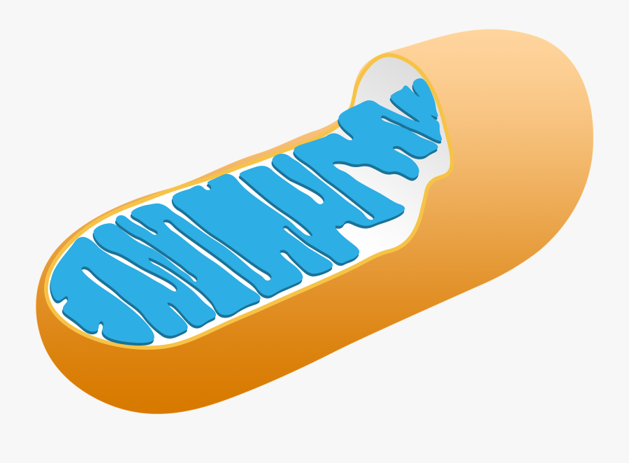 Cell Mitochondria Png, Transparent Clipart