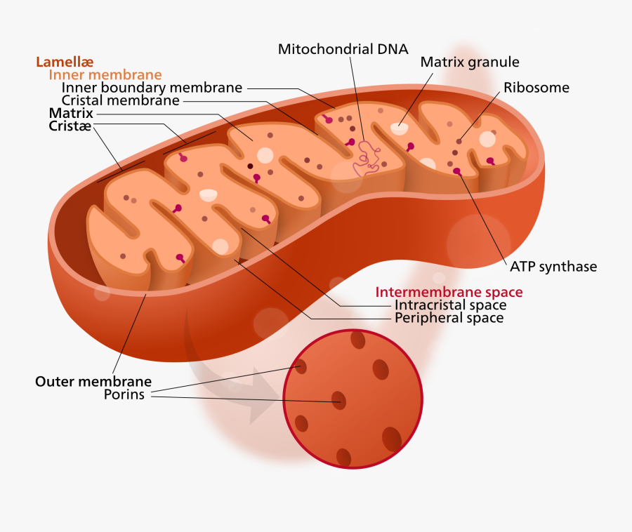 Clip Art Ribosomes Diagram - Cytoplasm In The Mitochondria, Transparent Clipart