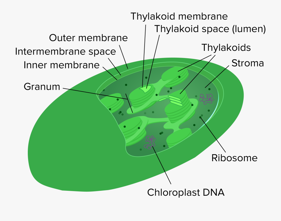 Clip Art Mitochondria And Chloroplasts Article - Thylakoid Space, Transparent Clipart