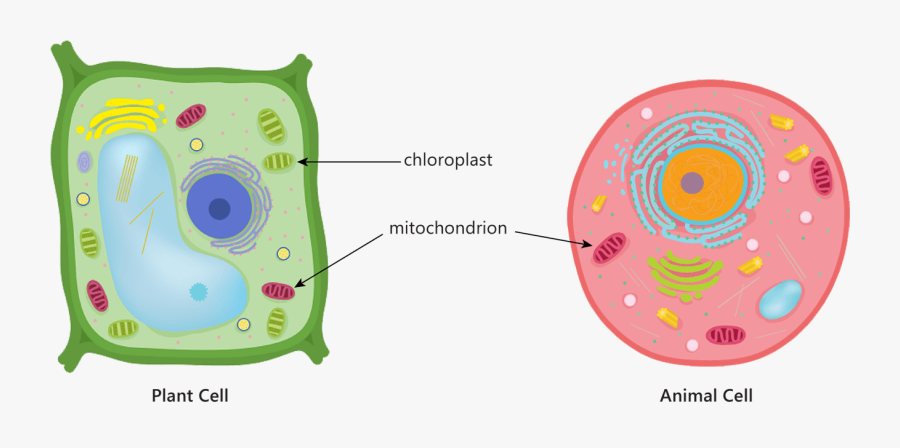 Animal Plant Cell Mitochondria Chloroplast Respiration - Animal Cell With Centrioles, Transparent Clipart