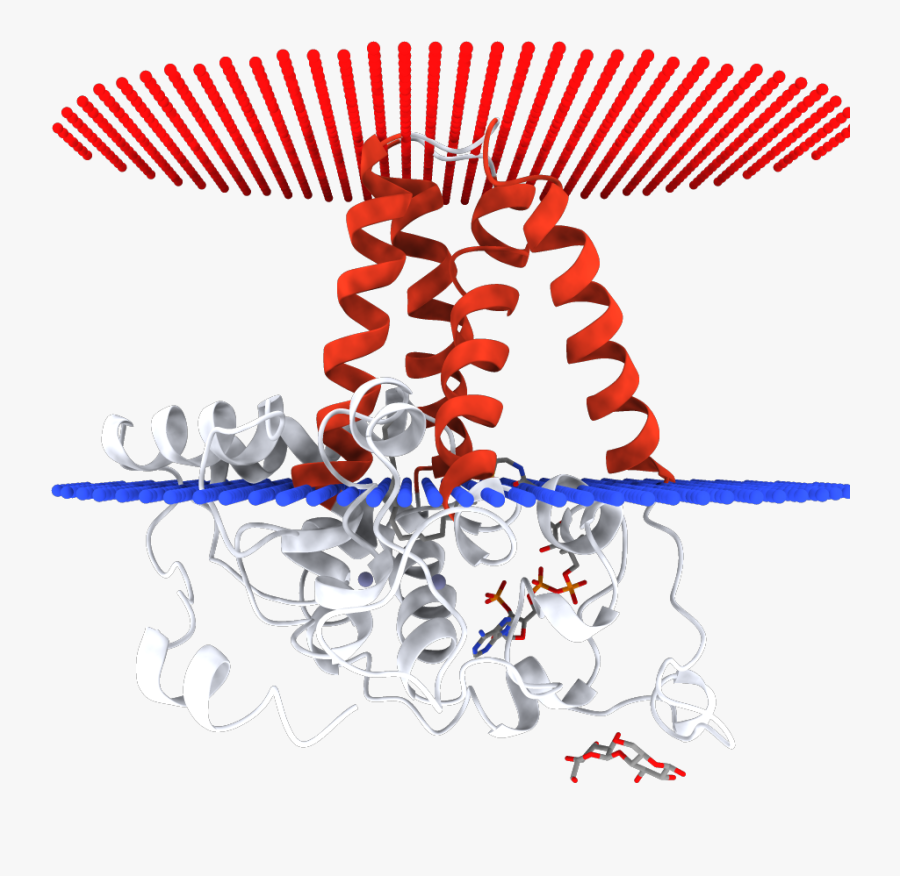 Lipid Metabolism Clipart - Graphic Design, Transparent Clipart