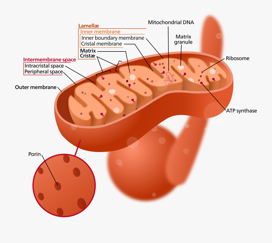Does Mitochondria Look Like, Transparent Clipart