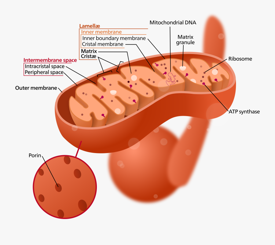 Does Mitochondria Look Like , Free Transparent Clipart - ClipartKey