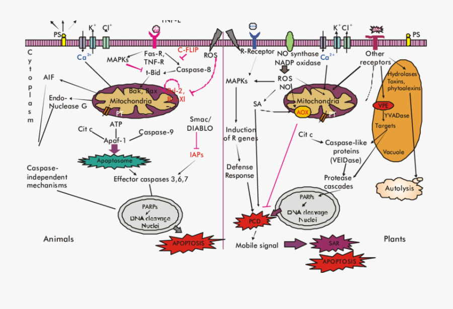 Main Mechanisms For Programmed - Mechanism Of Programmed Cell Death, Transparent Clipart