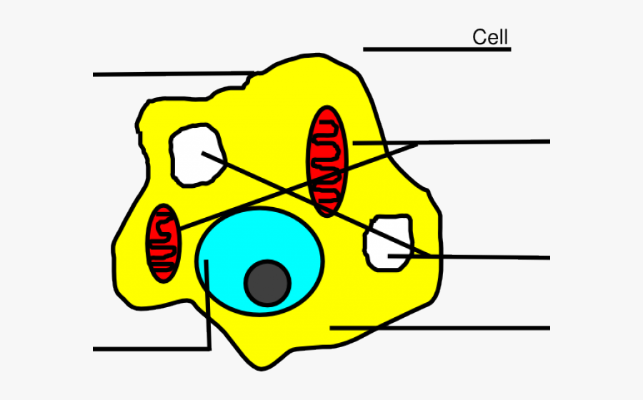 Animal Cell Easy - Cell, Transparent Clipart