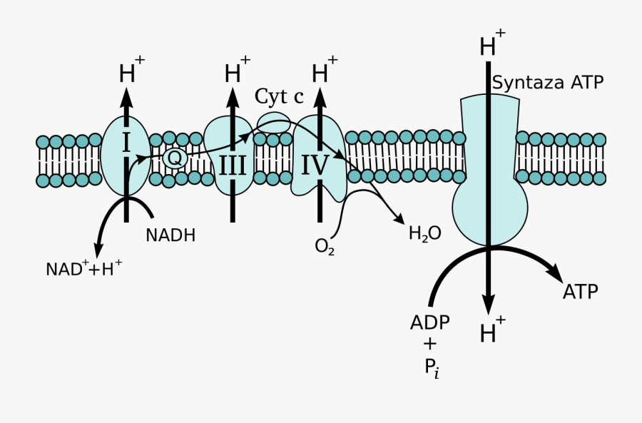 Electron Transport Chain Bozeman Science, Transparent Clipart
