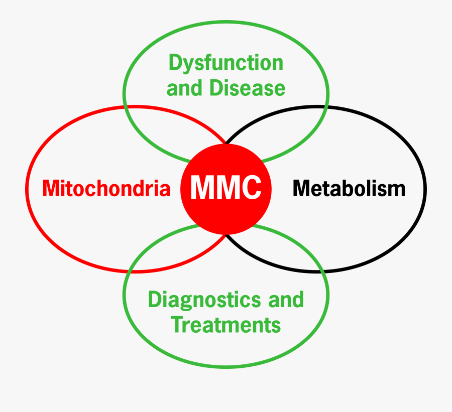 Circle, Transparent Clipart