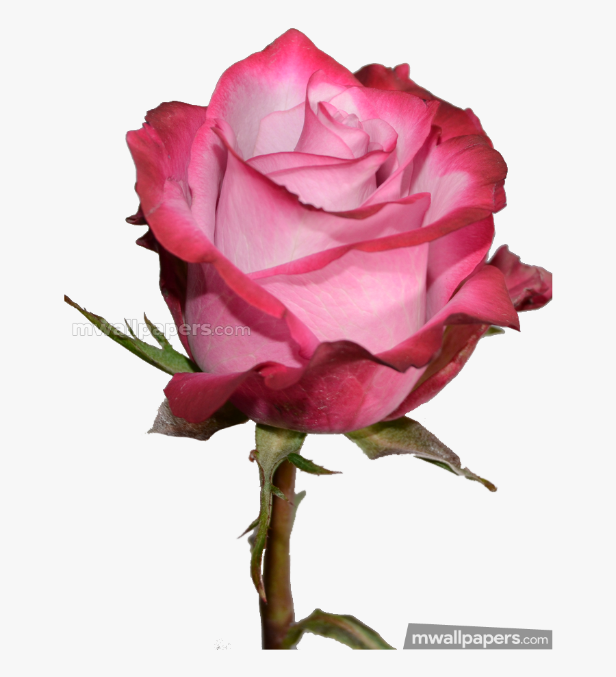Roses Beautiful Hd Photos - Rose Pic Beautiful Hd, Transparent Clipart