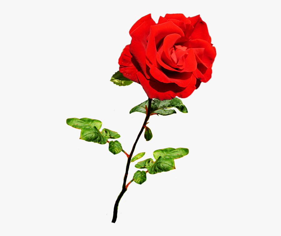 Beautiful Valentine Rose - Pink Rose Clip Art, Transparent Clipart