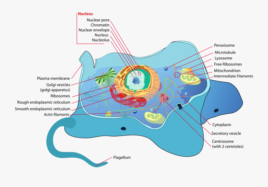 Animal Cell Diagram In Tamil, Transparent Clipart