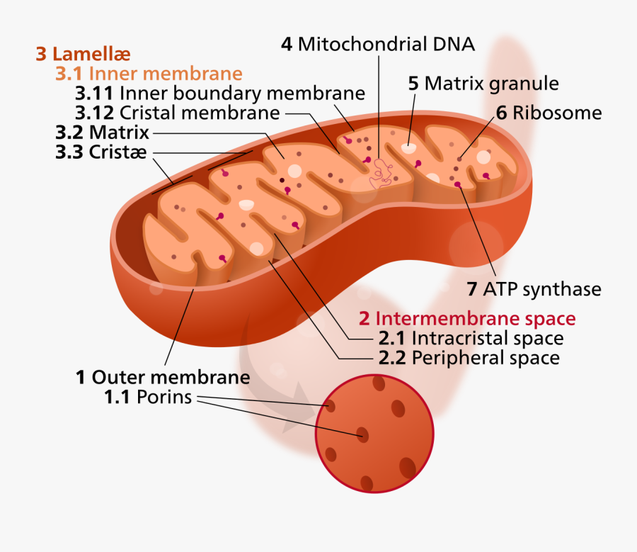 Does Mitochondria Look Like, Transparent Clipart