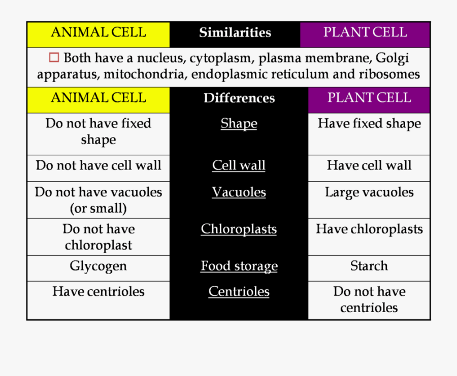 Transparent Plant Cell Clipart - Difference Bt Plant And Animal Cell, Transparent Clipart