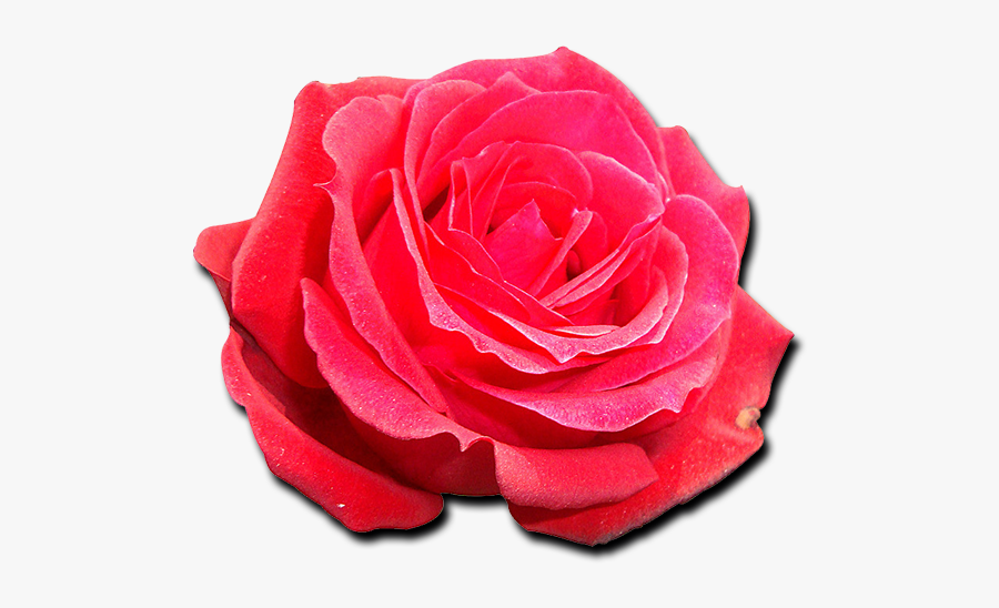 American Beauty Rose Transparent, Transparent Clipart