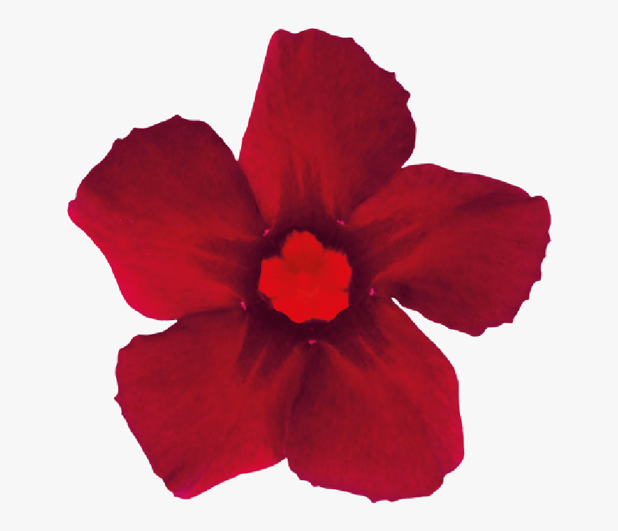 Sundaville Beauty Burgundy - Portable Network Graphics, Transparent Clipart