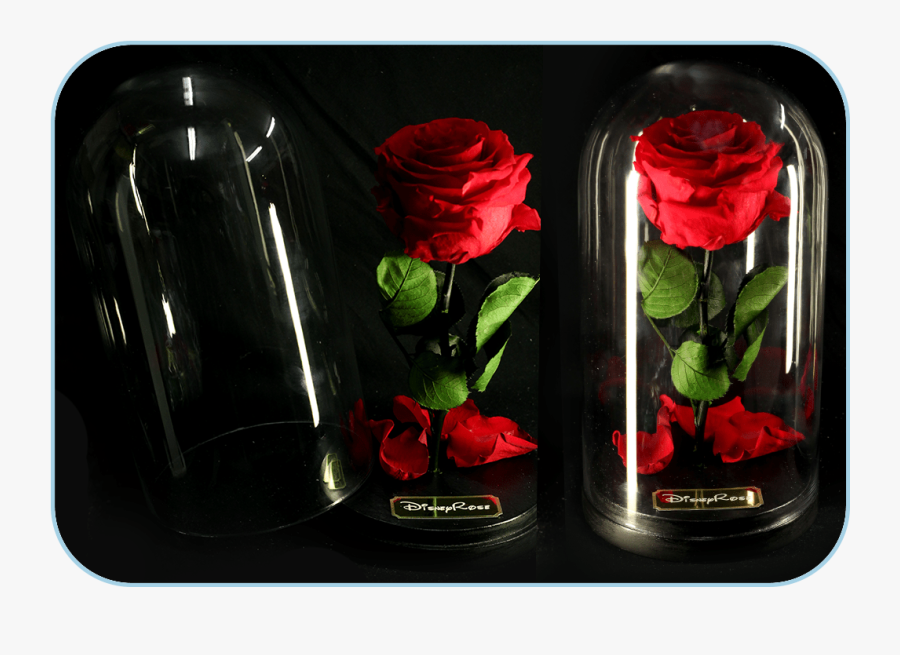 Garden Roses, Transparent Clipart