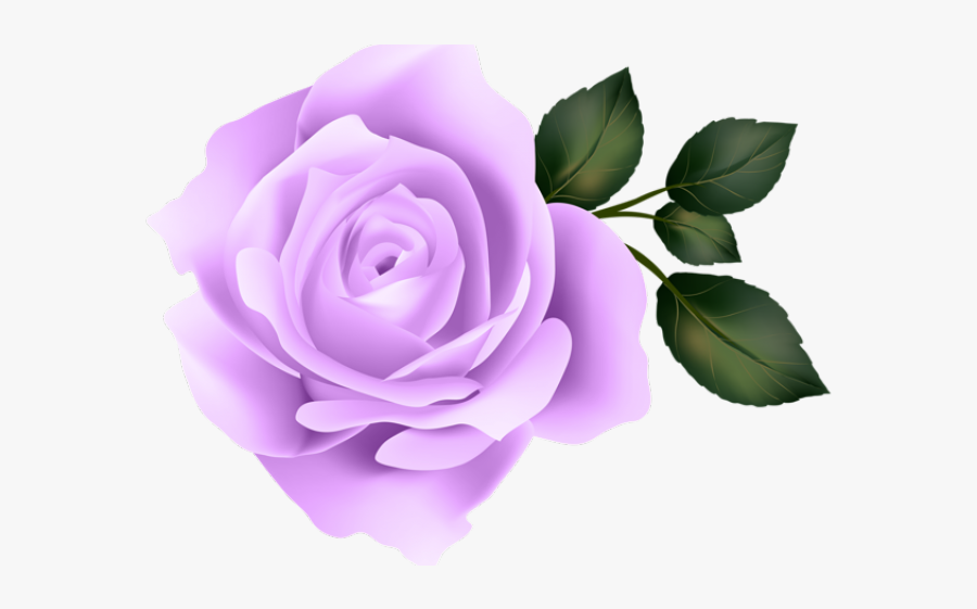 Transparent Background Purple Rose Png, Transparent Clipart