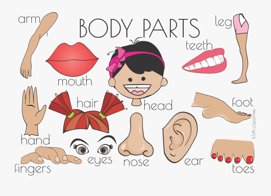 Cartoon Body Parts : Cartoon Body Parts Vector At Vectorified.com ...