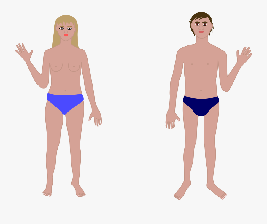 Anatomy, Body, Couple, Human, Man, Woman, Nude - Human Body Parts Without Names, Transparent Clipart