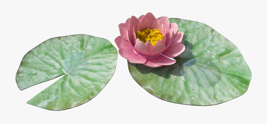 Water Lily Pond Png - Transparent Lily Pad Png, Transparent Clipart