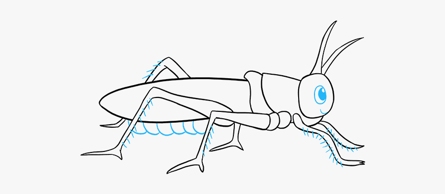 How To Draw A Grasshopper - Band Winged Grasshoppers, Transparent Clipart