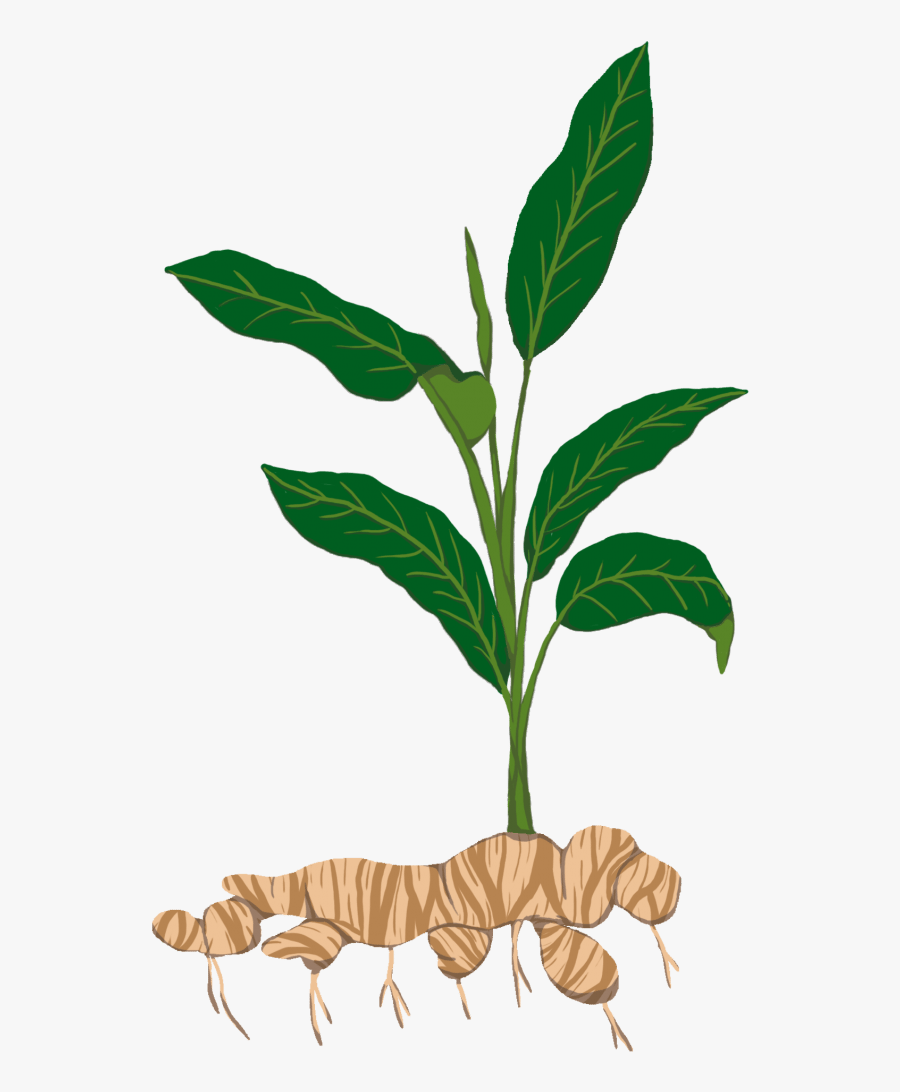 Tuber Plant, Transparent Clipart