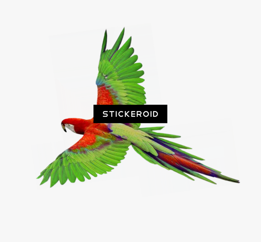 Indian Parrot Png - Bird Fly Png Transparent, Transparent Clipart