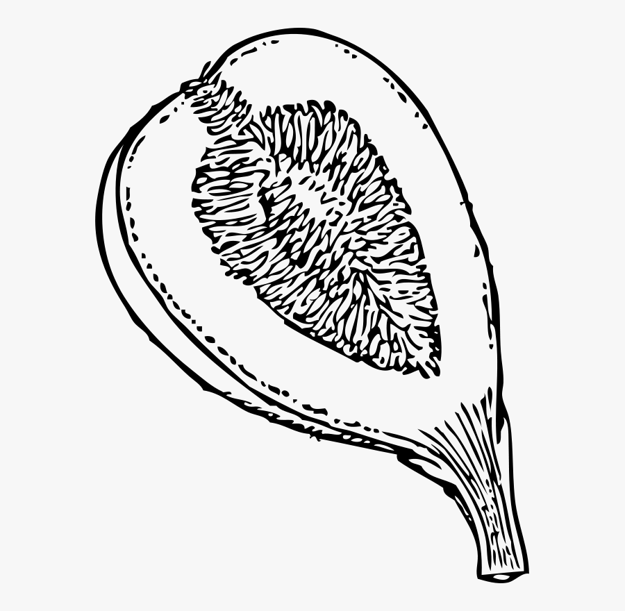 Fig Clip Art, Transparent Clipart
