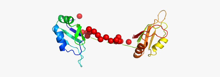Protein Sex-lethal Mutant Eom/ranch Model"
				title="load - Illustration, Transparent Clipart