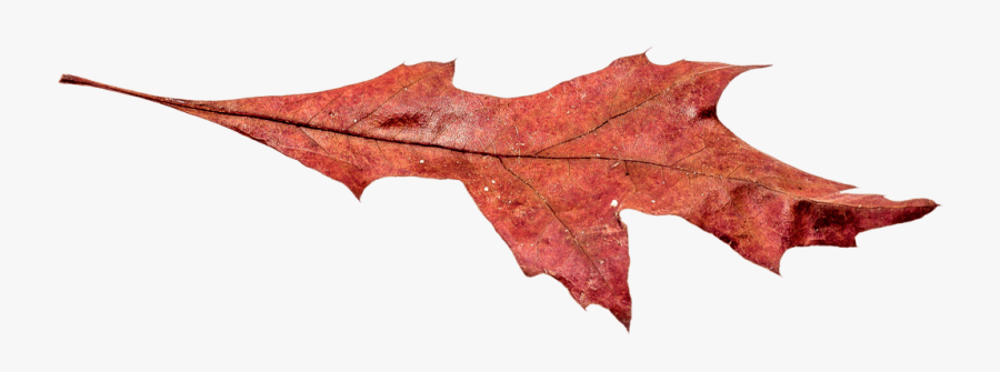 Autumn Broad Leaf - Autumn, Transparent Clipart